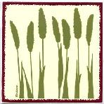 Foxtail Millet...Foxtail millet is the second most widely planted species of millet, and the most important in East Asia. It has the longest history of cultivation among the millets, having been grown in Asia since sometime in the sixth millennium BC.