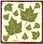 The maple leaf is the characteristic leaf of the maple tree, and is one of the most widely recognized leaves. The leaves have a distinctive shape and turn brilliant colors in the autumn. A real treat for the “Leaf Peepers”.