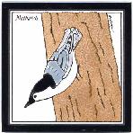 Nuthatch Tile,Nuthatch Wall Plaque,Nuthatch Trivet